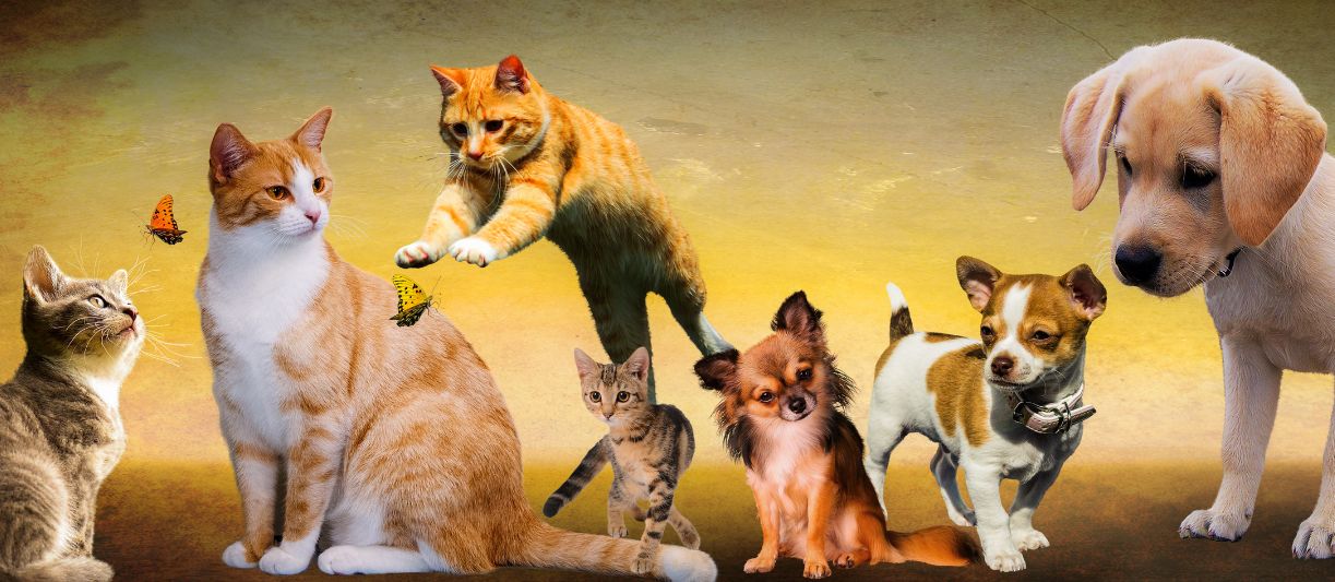 ANIMAIS